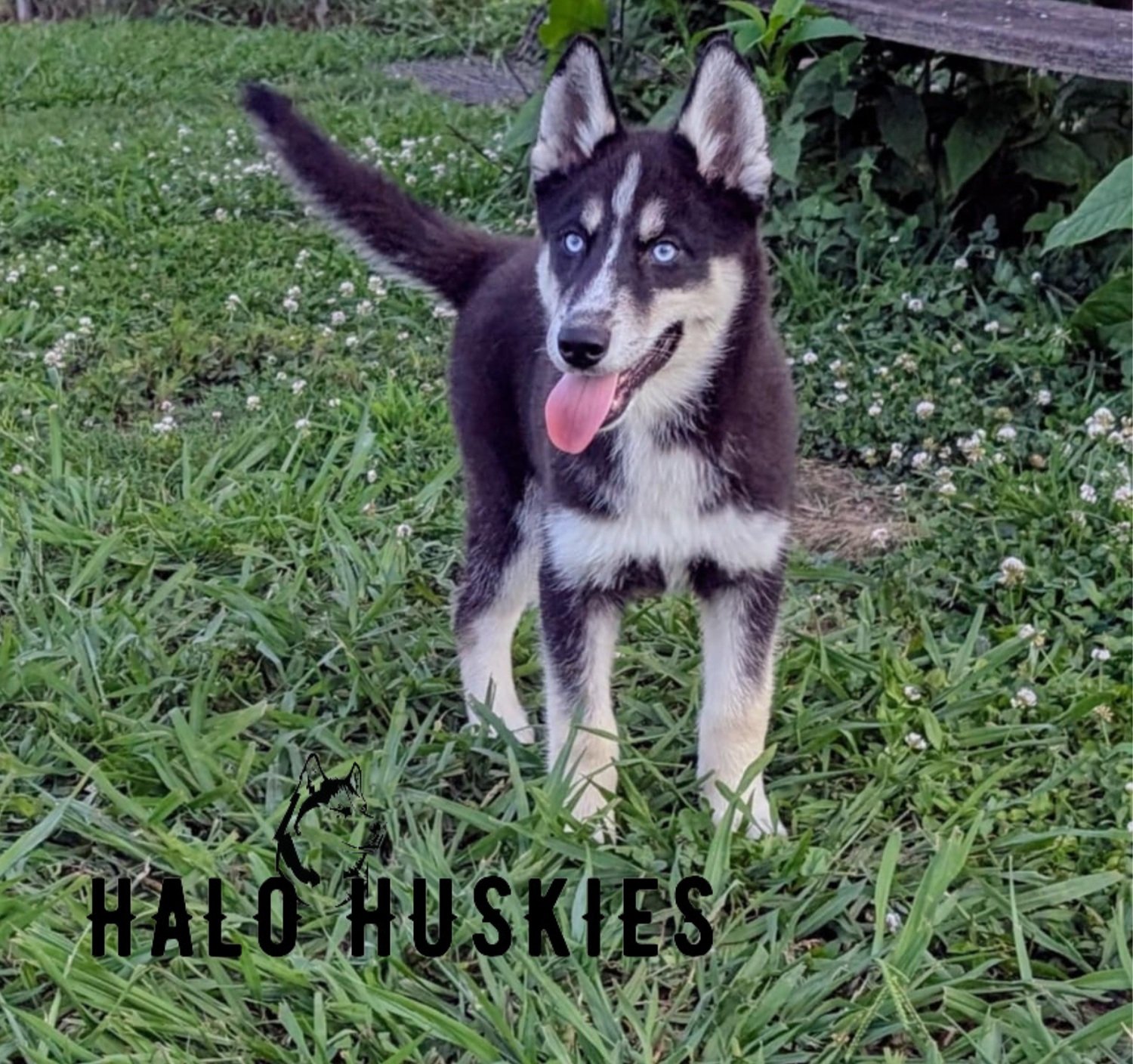 Siberian Husky Puppies For Sale Halo Huskies